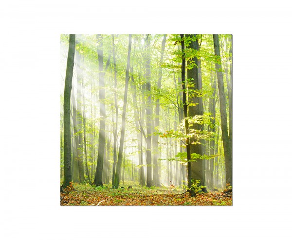 80x80cm Wald Laub Herbst Sonnenstrahlen