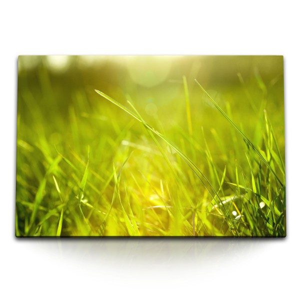 120x80cm Wandbild auf Leinwand Wiese Gras Grashalme Grün Natur Sonnenschein