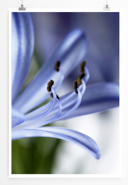 Naturfotografie 60x90cm Poster Blaue Blume