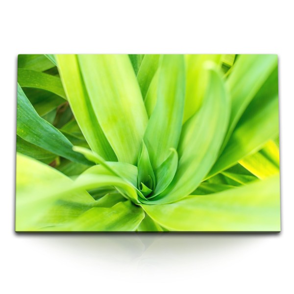 120x80cm Wandbild auf Leinwand Grüne Pflanze Nahaufnahme Natur Zimmerpflanze