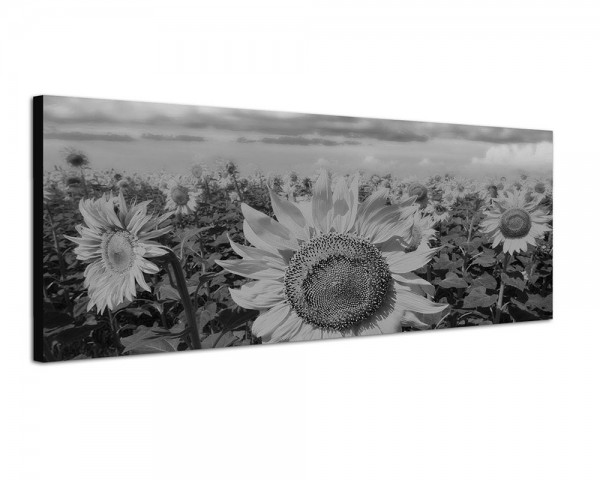 150x50cm Sonnenblumenfeld Sommer Himmel