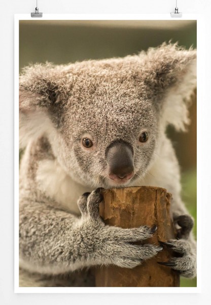 Tierfotografie  Niedlicher Koalabär am Baumstumpf 60x90cm Poster