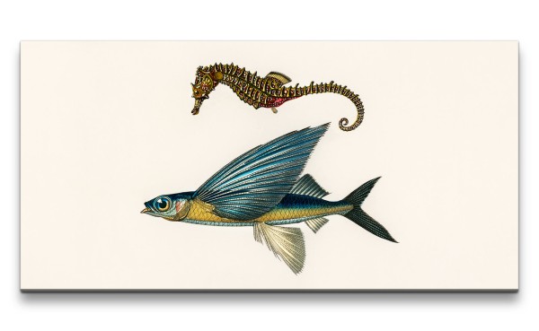 Remaster 120x60cm Alte Illustration Seepferdchen fliegender Fisch Dekorativ
