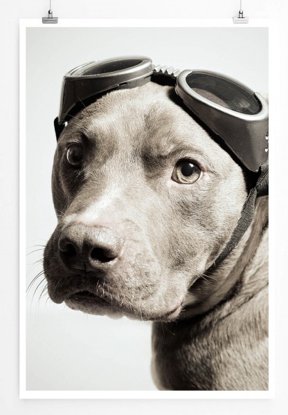 Porträt eines Pitbulls mit Fliegerbrille 60x90cm Poster