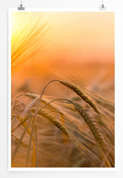 Naturfotografie 60x90cm Poster Goldenes Weizenfeld in der Sonne