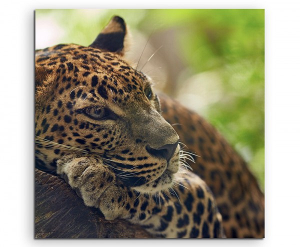 Tierfotografie – Jaguar auf Baum auf Leinwand
