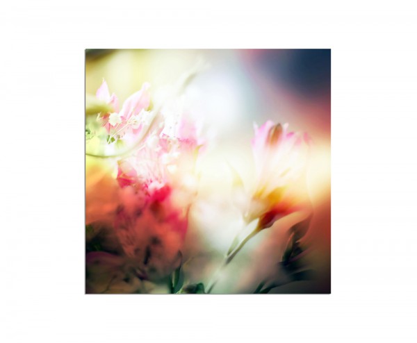 80x80cm Blume Blüte farbenfroh abstrakt