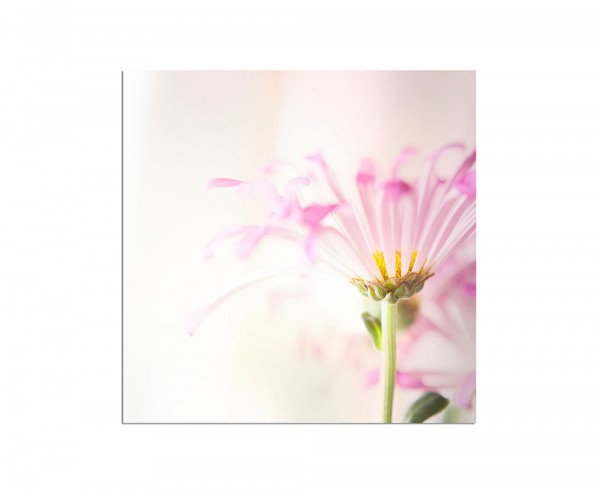 80c80cm Blume Blüte farbenfroh Hintergrund