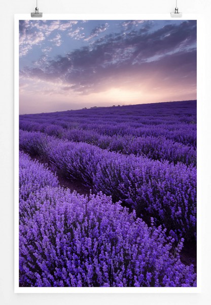 60x90cm Poster Landschaftsfotografie  Lavendelfelder bei Sonnenaufgang