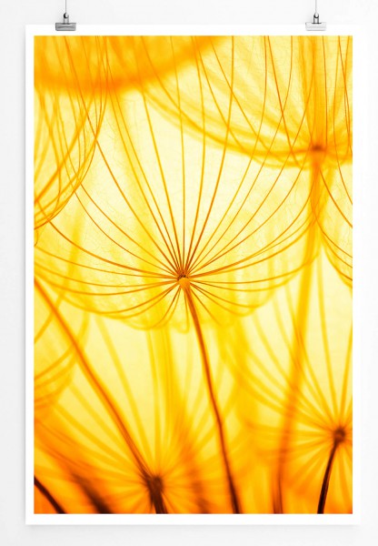 Naturfotografie 60x90cm Poster Zarte sonnengeküsste Pusteblume im Detail