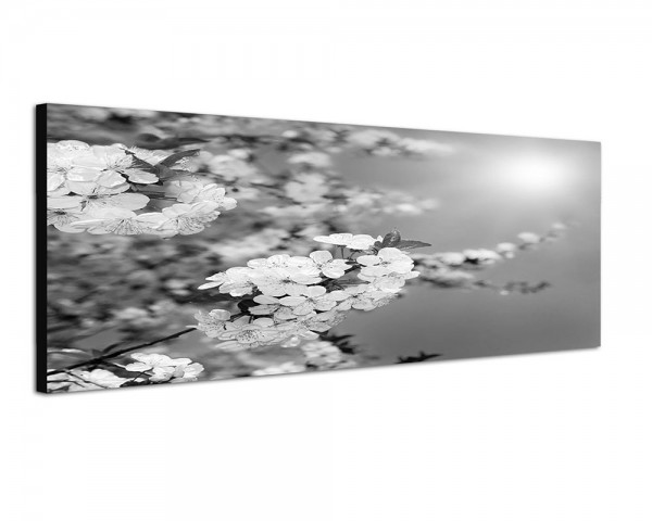 150x50cm Kirschblüten Frühling Sonnenstrahlen
