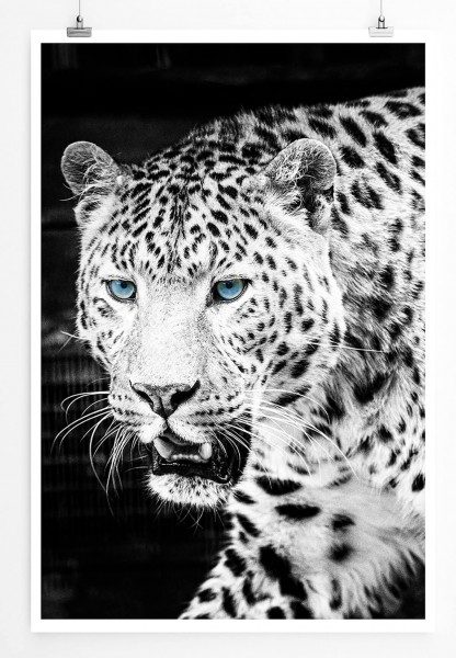 Tierfotografie 60x90cm Poster Schöner Leopard mit blauen Augen