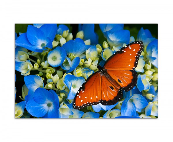 120x80cm Schmetterling Blume Blüte
