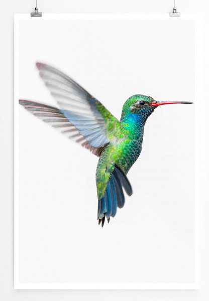 Tierfotografie  Bunter Kolibri im Flug vor weißem Hintergrund 60x90cm Poster