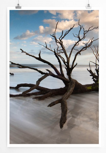 60x90cm Landschaftsfotografie Poster Baum in Boneyard Beach South Carolina USA