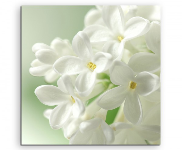 Naturfotografie – Weiße Blumen mit pastellgrünem Hintergrund auf Leinwand
