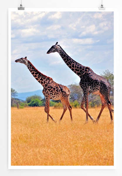 90x60cm Poster Tierfotografie Zwei Giraffen in der Steppe