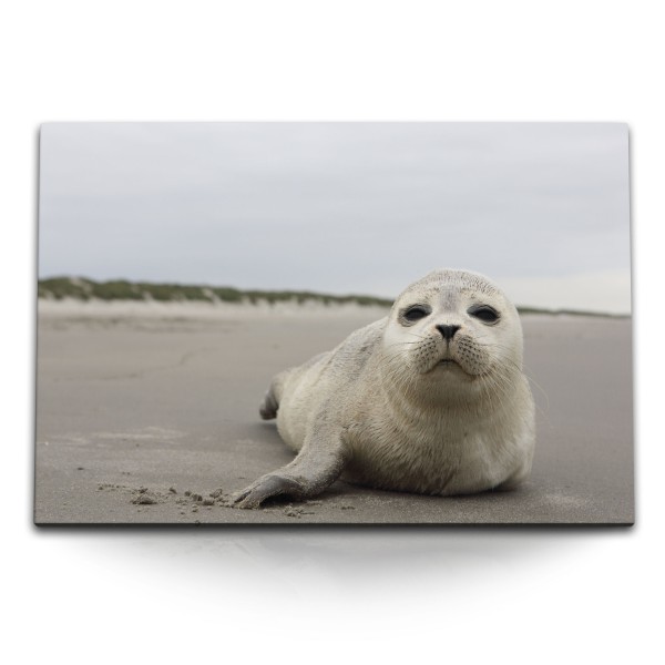 120x80cm Wandbild auf Leinwand Robbe am Strand Seerobbe Tierfotografie