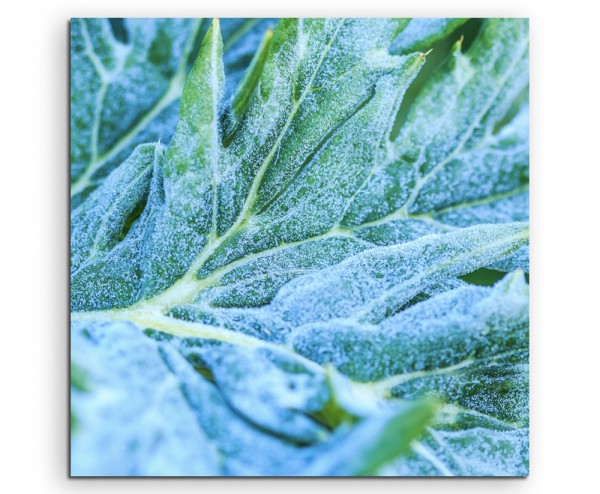 Naturfotografie – Gemüseblatt mit Frost auf Leinwand
