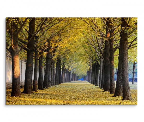 120x80cm Wandbild Ginkgobäume Allee Herbst