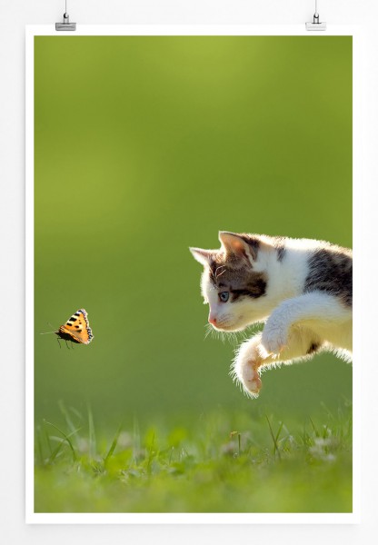 Tierfotografie 60x90cm Poster Kätzchen auf der Jagd nach Schmetterling