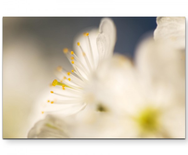 Kirschblüte  Fotografie soft - Leinwandbild