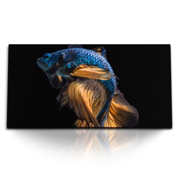 Kunstdruck Bilder 120x60cm Kampffisch Aquarienfisch Tierfotografie schwarzer Hintergrund