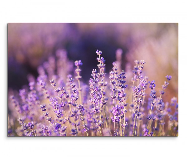 120x80cm Wandbild Lavendel Wiese Feld Sommer