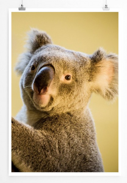 Tierfotografie  Süßer Koalabär 60x90cm Poster