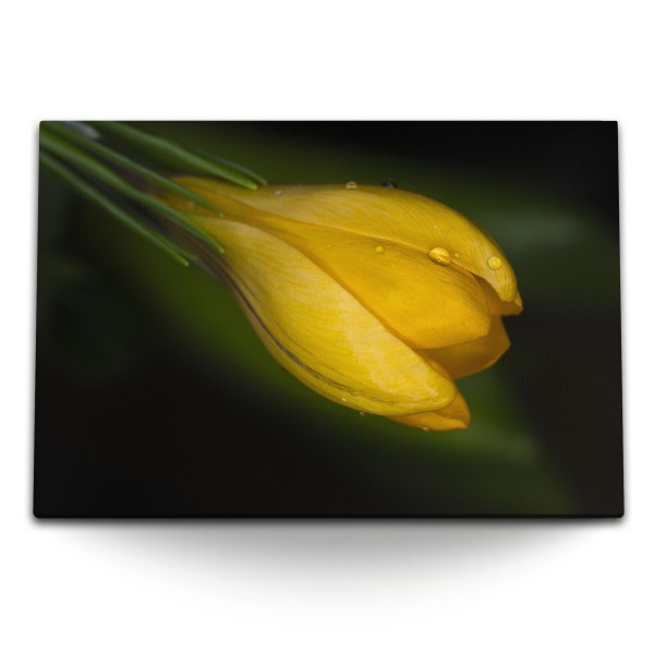 120x80cm Wandbild auf Leinwand Gelbe Blume Makrofotografie Natur Regentropfen Grün
