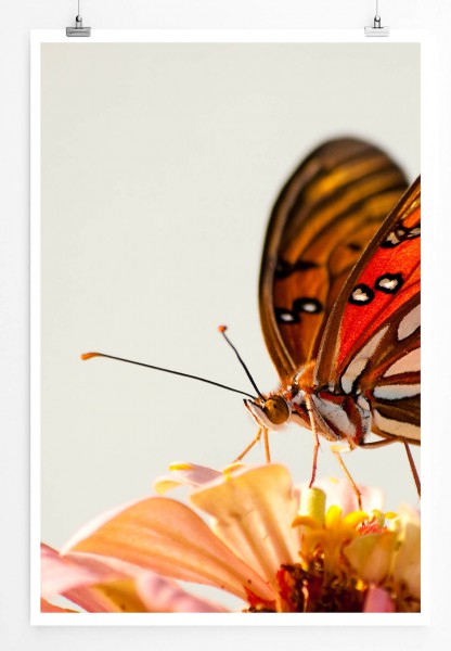 60x90cm Naturfotografie Poster Schmetterling auf Blüte