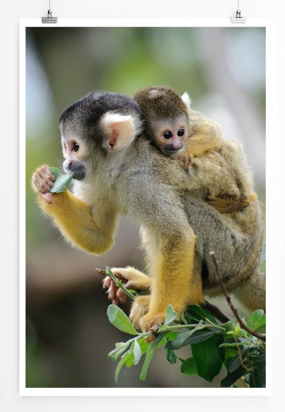 60x90cm Tierfotografie Poster Affenmutter mit Baby