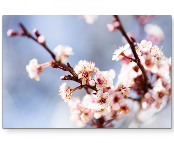 Kirschblüten im Frühling - Leinwandbild