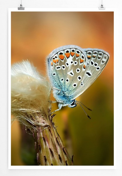 Naturfotografie  Blauer Schmetterling auf Löwenzahn 60x90cm Poster