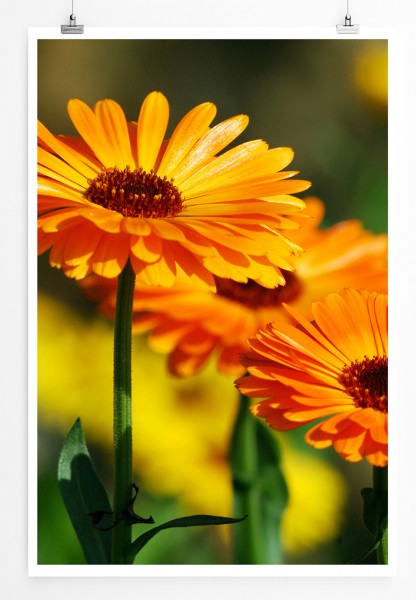 90x60cm Poster Naturfotografie Orange Calendula Blumen