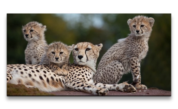 Leinwandbild 120x60cm Kleine Geparden Raubkatzen Afrika Wildnis Katzen