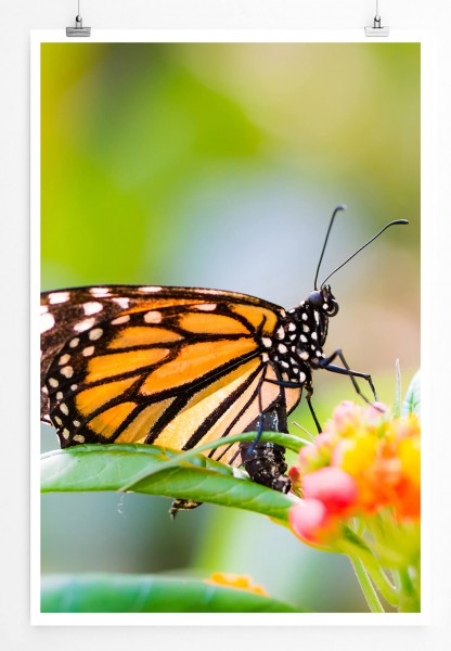 60x90cm Poster Naturfotografie  Monarchfalter auf einer Blüte