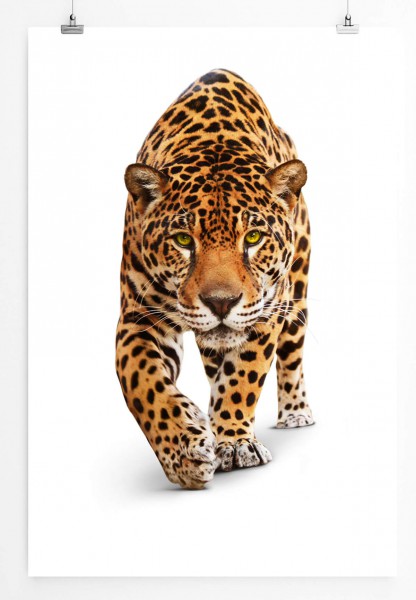 60x90cm Tierfotografie Poster Leopard vor weißem Hintergrund