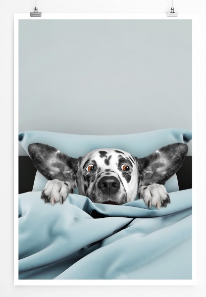 60x90cm Poster Bild  Süßer Dalmatiner im Bett