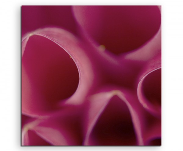 Naturfotografie  Pinke Blütenblätter auf Leinwand exklusives Wandbild moderne Fotografie für ihre W