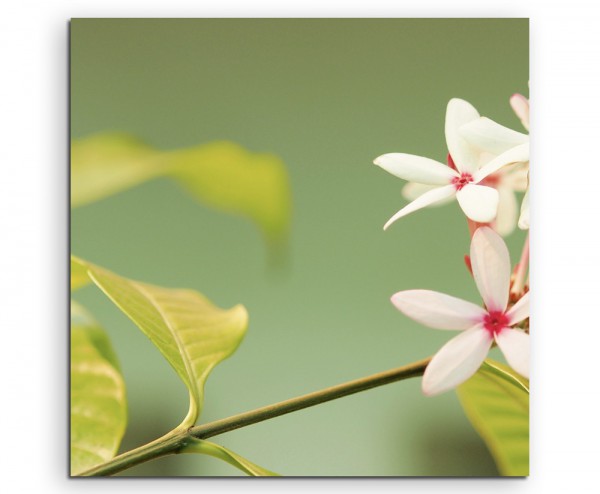 Naturfotografie – Zartrosa Blüten auf Leinwand