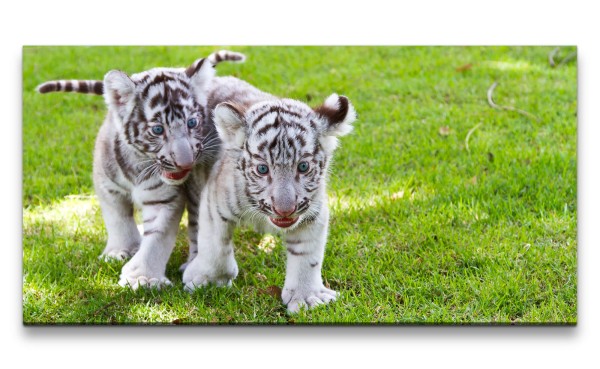 Leinwandbild 120x60cm Kleine süße Tiger Babys weißes Fell Kätzchen Gras