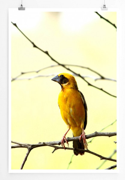 Tierfotografie 60x90cm Poster Gelber Webervogel auf einem Zweig