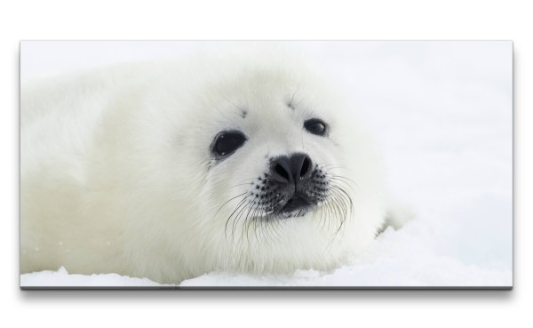 Leinwandbild 120x60cm Weiße Robbe Flauschig Schnee Süß Tierfotografie
