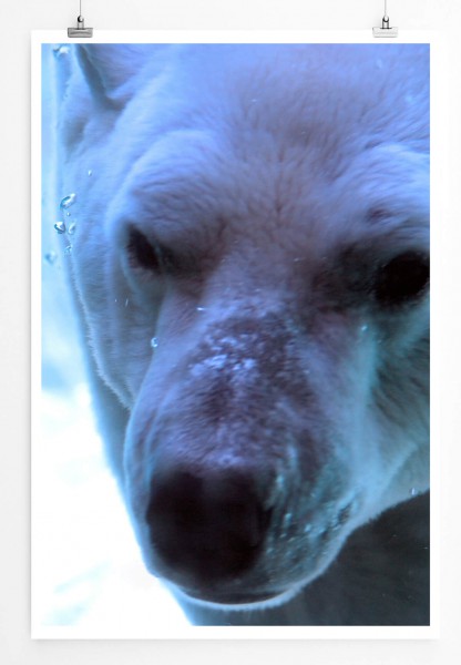 60x90cm Tierfotografie Poster Polarbär im Porträt 