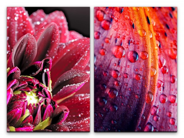 2 Bilder je 60x90cm Zinnien rote Blume Farbenfroh Regentropfen Sommer Zart Entspannend