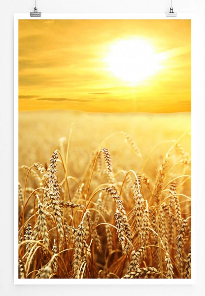 60x90cm Landschaftsfotografie Poster Sonne über Weizenfeld