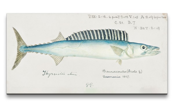 Remaster 120x60cm Barracuda Fisch Tasmanien alte Illustration Forschung Evolution Dekorativ