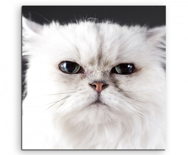 Tierfotografie  Weiße Katze im Portrait auf Leinwand exklusives Wandbild moderne Fotografie für ihr