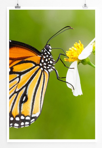 60x90cm Tierfotografie Poster Gemeines Tigerauge Schmetterling